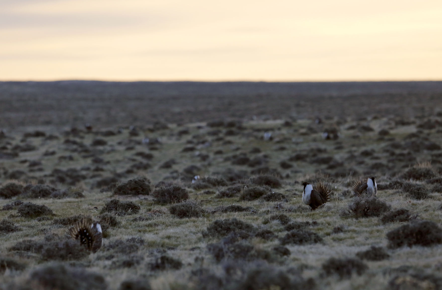 Sage Grouse